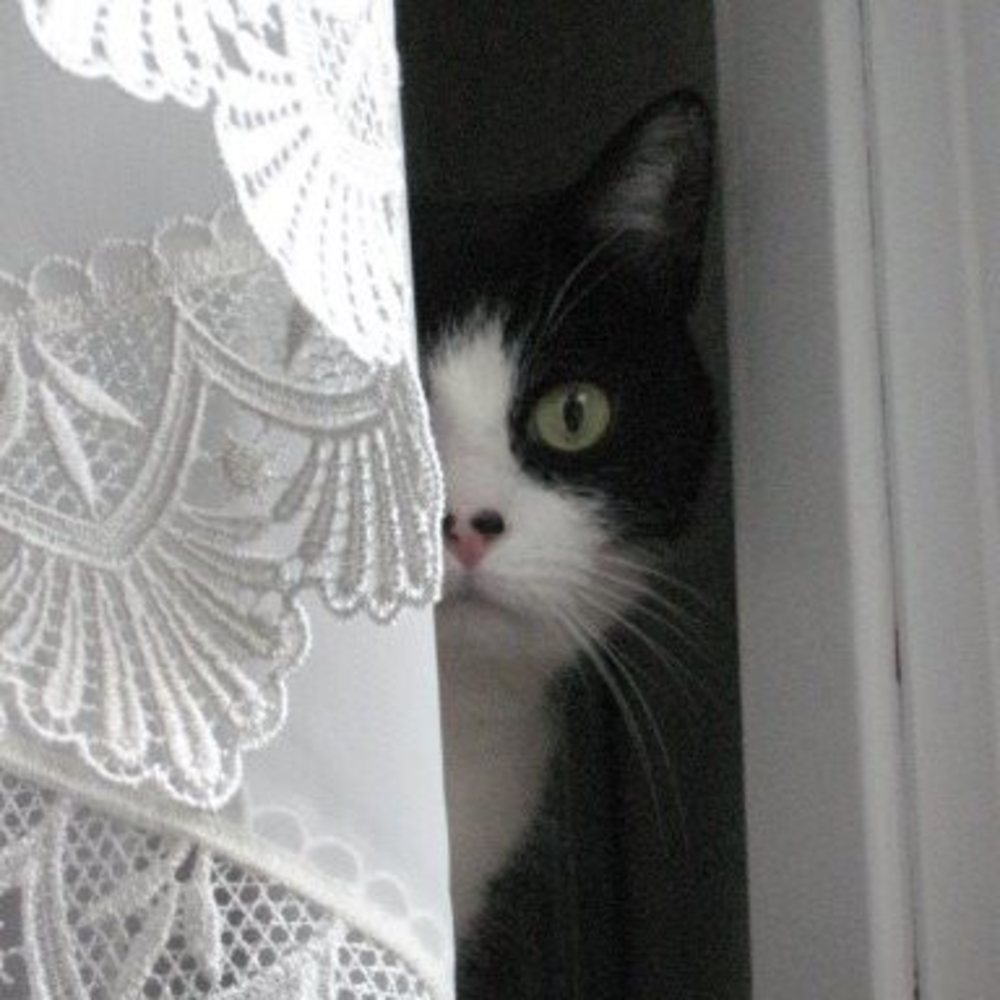 Meet your Posher, Peggy